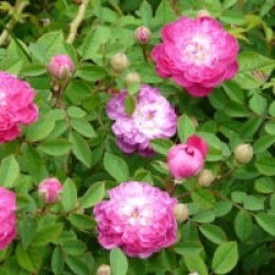 parviflora-burgundia roos